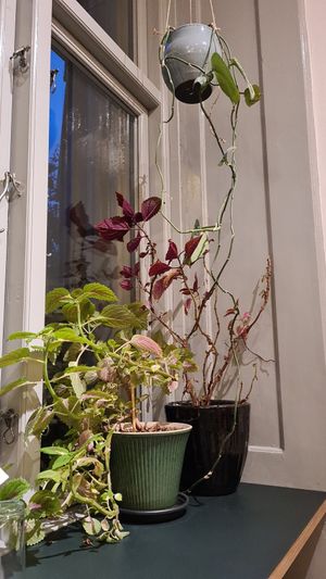  at Pico Pizza - Vesterbro in Copenhagen