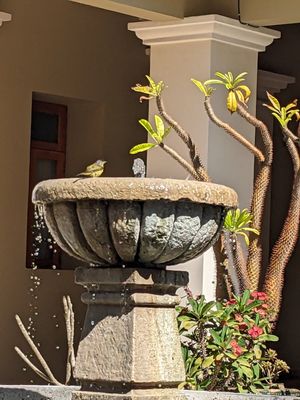 Fountain at Mejorana Cocina Temporal in Oaxaca
