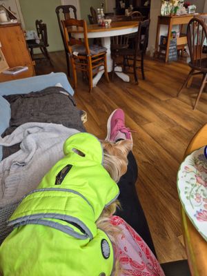 Dog and cafe at Bread and Butterflies in West Bridgford