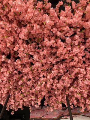 Roof of blossom  at Maki & Ramen in Glasgow