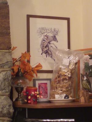 Lovely surroundings at Foxglove in Barmouth