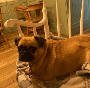 My nervous little girl was treated like the princess she is!  at Foxglove in Barmouth