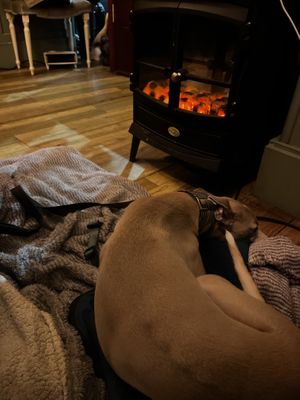   at Foxglove in Barmouth