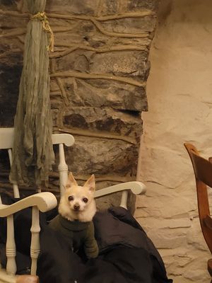 Foxglove Inside (Dog Friendly) #Veganuary at Foxglove in Barmouth
