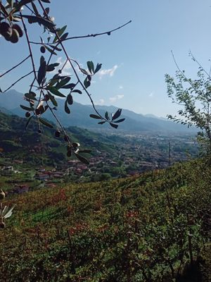  at Circolo Arci il Melograno in Massa