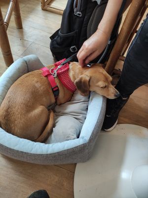 Dog friendly at Rise Plant Kitchen + Movement Studio in Malvern