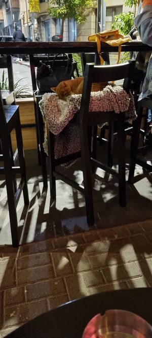  at Alpaca Bar in Tel Aviv