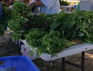 Alll the fresh greens   at Garapan Public Market in Saipan