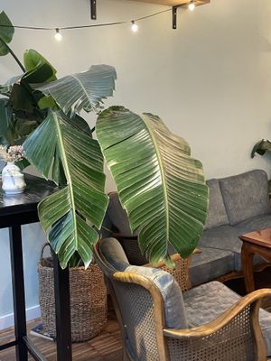   at Hempies - Händelstraße in Cologne