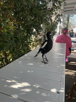   at Kinsfolk in Rockhampton