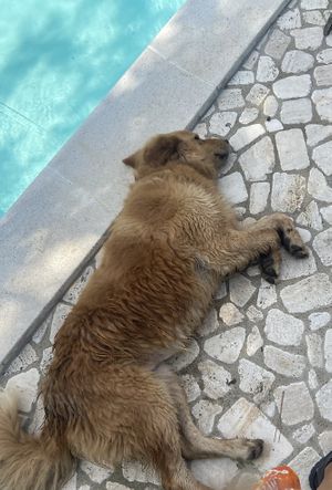 🐶 🥰  at Casale Hortensiae in Orte