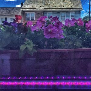 from inside at Thai Orchid in Stroudsburg