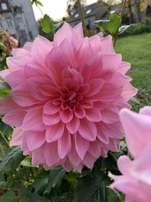 Beautiful dahlias in their garden  at Govinda's Restaurant in Septon