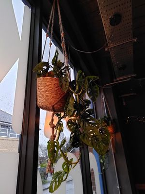 Lovely plants inside (Feb 2022) at Bluebird Bakery in York