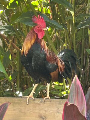  at Grego Widy in Sainte-anne