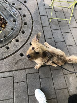 Dog friendly 😊  at Fietsen in Stuttgart