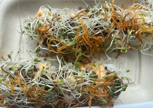   at Planta in Bethesda