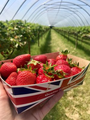 Pick your own strawberries on the farm at Kenyon Hall Farm in Warrington