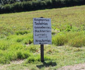 Pick your own fruit & veg in the summer months at Kenyon Hall Farm in Warrington