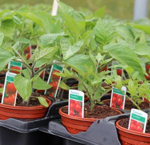 There's a huge selection of fruit, veg and herb plants available at Kenyon Hall Farm in Warrington