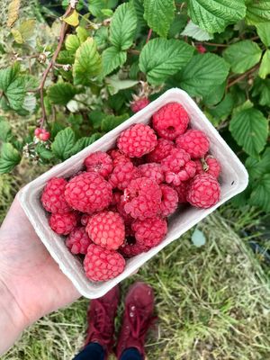 Pick your own raspberries at Kenyon Hall Farm in Warrington