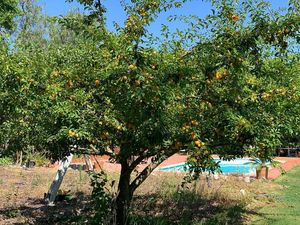 Yellow plum tree  at Orange Bloom Homestead and Guesthouse in Azeitao