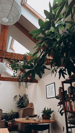   at House of Botanics in Consett