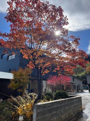 beautiful tree in front of the inn at Yuzaka - Natural & Sustainable Inn in Kazuno