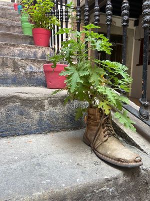   at Vegan Taco Tour in Guanajuato