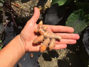 Growing our own turmeric for the dishes at Reserva Biologica Caoba in Santa Marta