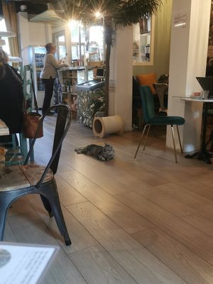cesar 🐱 at Café Casa Del Gato in Zurich