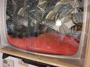 The host on a break at Café Casa Del Gato in Zurich