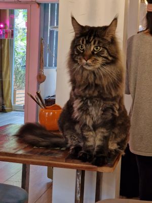  at Café Casa Del Gato in Zurich