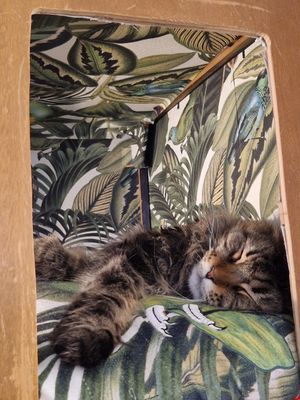  at Café Casa Del Gato in Zurich