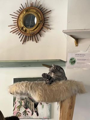  at Café Casa Del Gato in Zurich