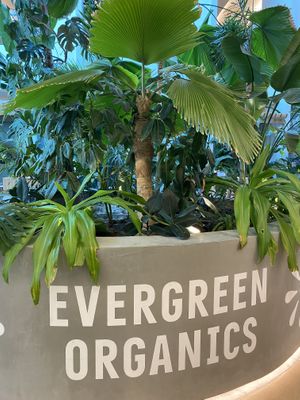 Decor   at Evergreen Organics - Gate Mall in Doha