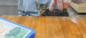  at Vegetarian in the Golden Age in Vientiane