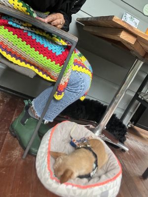 Pet friendly outdoor area (undercover)   at Freudian Sip in Leura