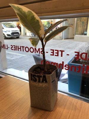 Tischdeko - Pflanze im Hafermilchkarton  at Urban Coffee in Regensburg