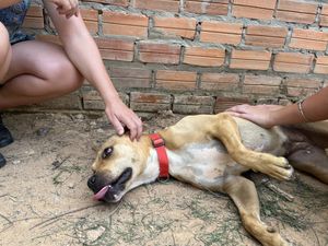 Dogs enjoying the attention   at Animals Of Our World Sanctuary in Siem Reap