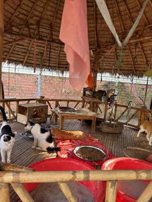 Cat home (so beautiful!)  at Animals Of Our World Sanctuary in Siem Reap