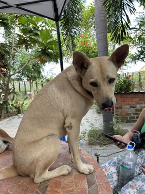 Cute dogs  at Animals Of Our World Sanctuary in Siem Reap