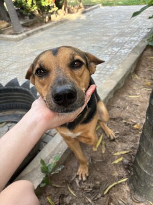   at Animals Of Our World Sanctuary in Siem Reap
