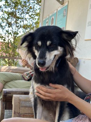   at Animals Of Our World Sanctuary in Siem Reap