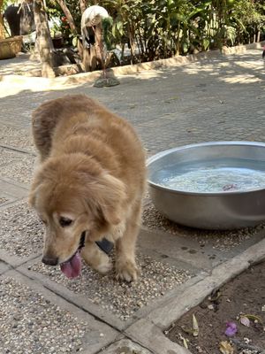   at Animals Of Our World Sanctuary in Siem Reap