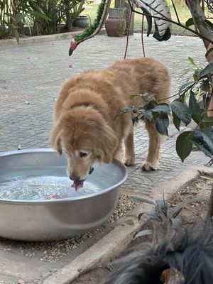   at Animals Of Our World Sanctuary in Siem Reap