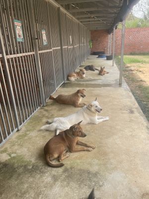   at Animals Of Our World Sanctuary in Siem Reap