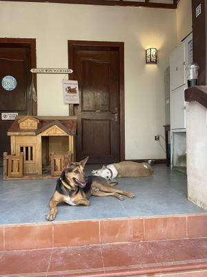   at Animals Of Our World Sanctuary in Siem Reap