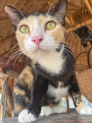   at Animals Of Our World Sanctuary in Siem Reap