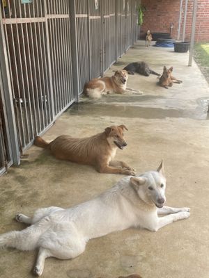   at Animals Of Our World Sanctuary in Siem Reap